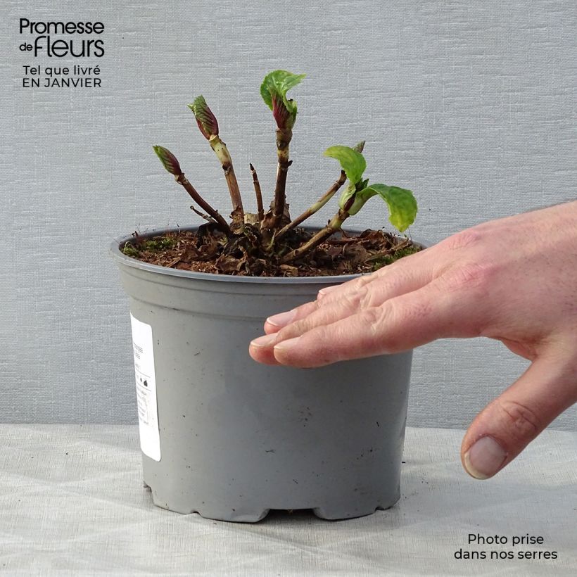 Exemplar von Hydrangea macrophylla Bela - Bauernhortensie Topf mit 2L/3L wie im Winter geliefert