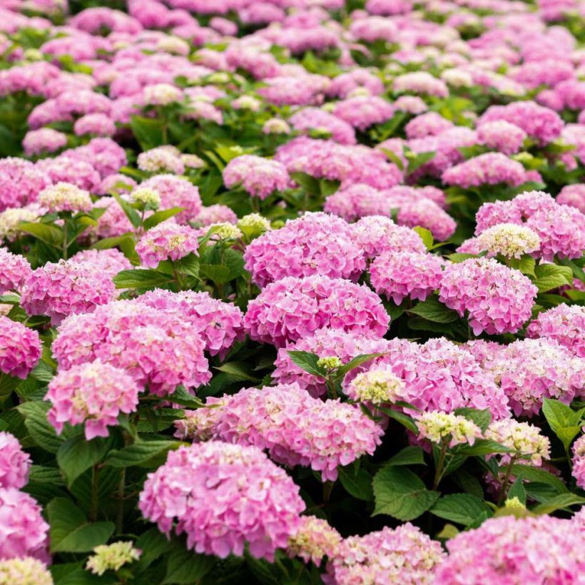Hydrangea macrophylla Endless Summer The Original Pink - Bauernhortensie (Blüte)