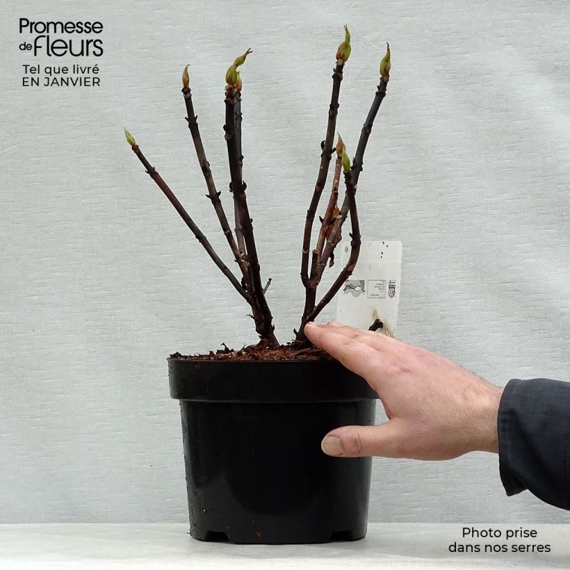 Exemplar von Hydrangea macrophylla Leuchtfeuer - Bauernhortensie Topf mit 2L/3L wie im Winter geliefert