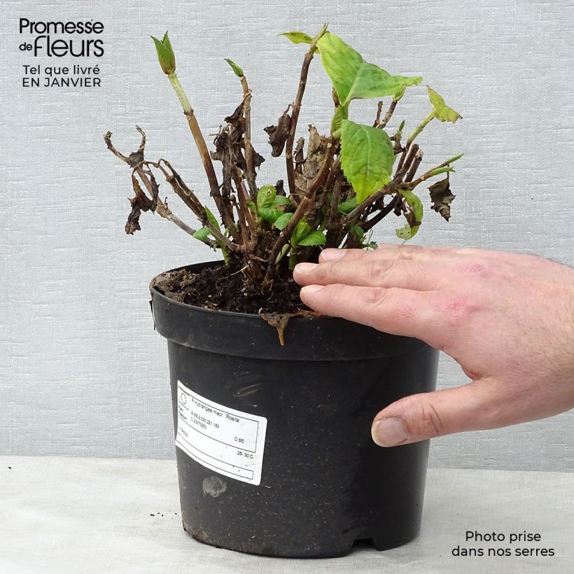 Exemplar von Hydrangea macrophylla Rosita - Bauernhortensie Topf mit 2L/3L wie im Winter geliefert