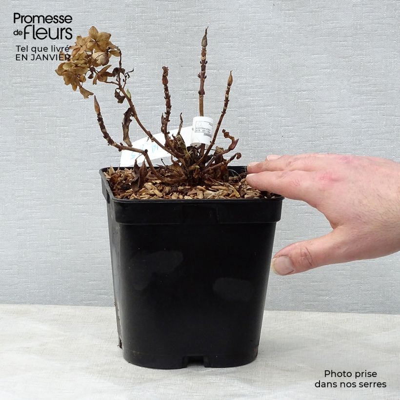 Exemplar von Hydrangea macrophylla Tovelit - Bauernhortensie Topf mit 2L/3L wie im Winter geliefert