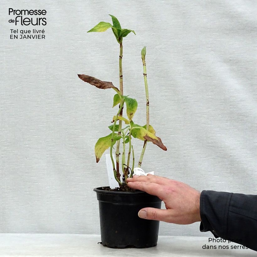 Exemplar von Hydrangea macrophylla Veitchii - Bauernhortensie Topf mit 2L/3L wie im Winter geliefert