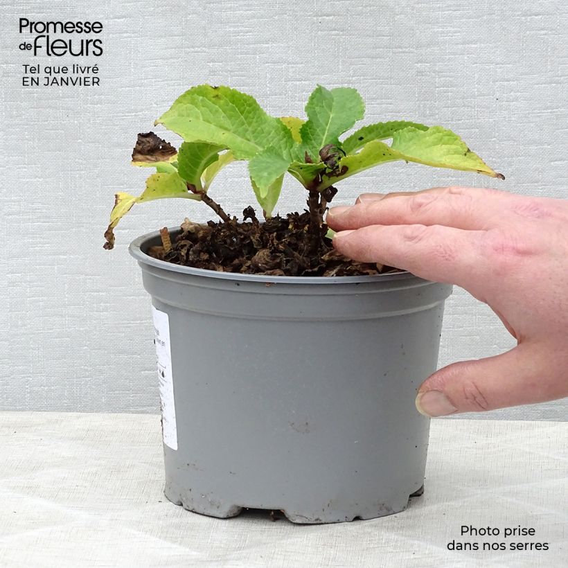 Exemplar von Hydrangea macrophylla Wedding Gown - Bauernhortensie Topf mit 1,5L/2L wie im Winter geliefert