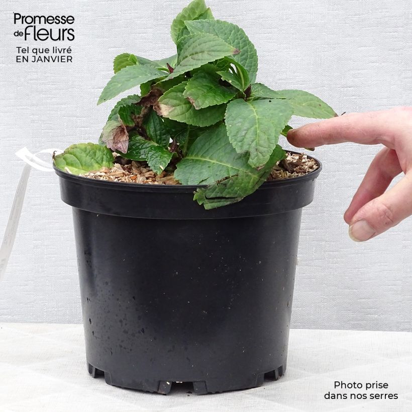 Exemplar von Hydrangea macrophylla Wedding Gown - Bauernhortensie Topf mit 4L/5L wie im Winter geliefert