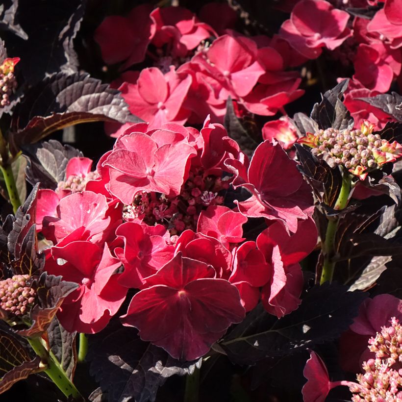 Hydrangea macrophylla x serrata After Midnight ('Jong 02') - Bauernhortensie (Blüte)