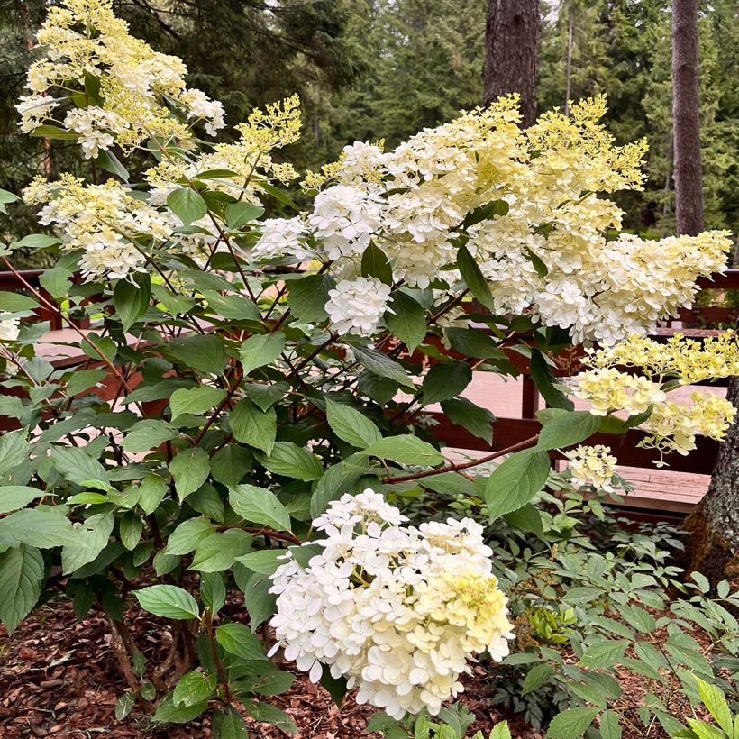 Rispenhortensie Candlelight - Hydrangea paniculata (Hafen)