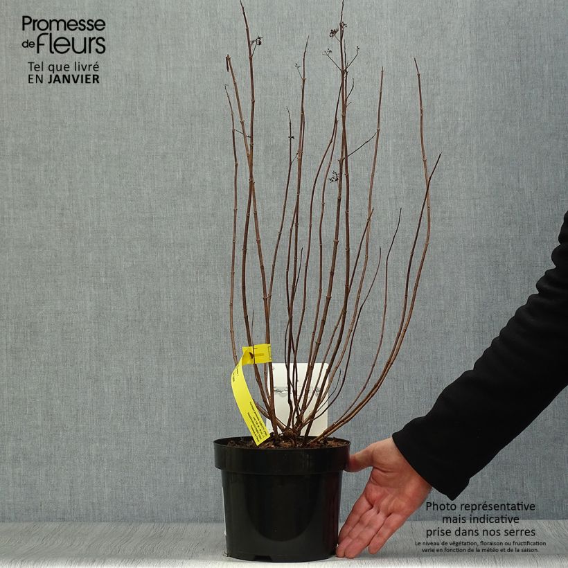 Exemplar von Rispenhortensie Confetti - Hydrangea paniculata Topf mit 2L/3L wie im Winter geliefert