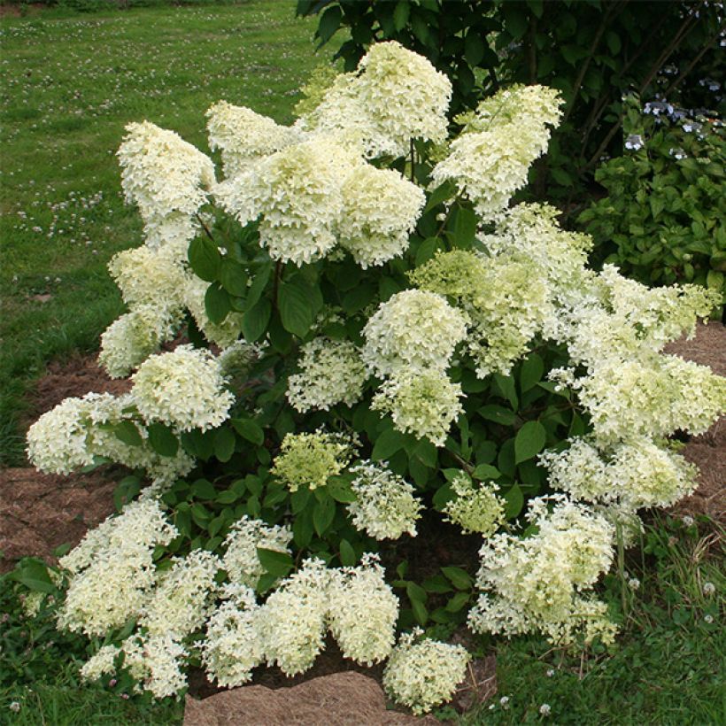 Rispenhortensie Dentelle De Gorron - Hydrangea paniculata (Wuchs)