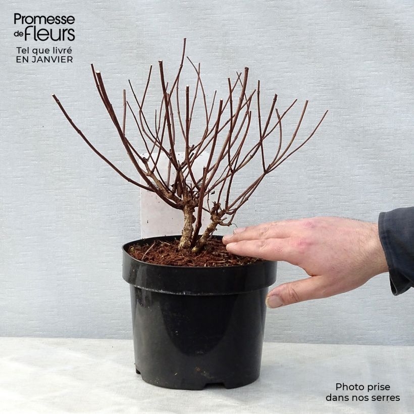 Exemplar von Rispenhortensie Diamant Rouge - Hydrangea paniculata Topf mit 2L/3L wie im Winter geliefert