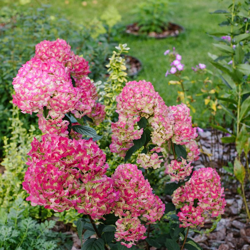 Rispenhortensie Framboisine - Hydrangea paniculata (Hafen)
