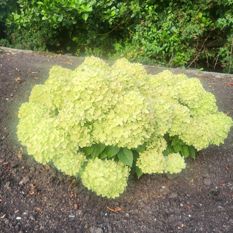 Rispenhortensie Groundbreaker Greeny - Hydrangea paniculata (Wuchs)