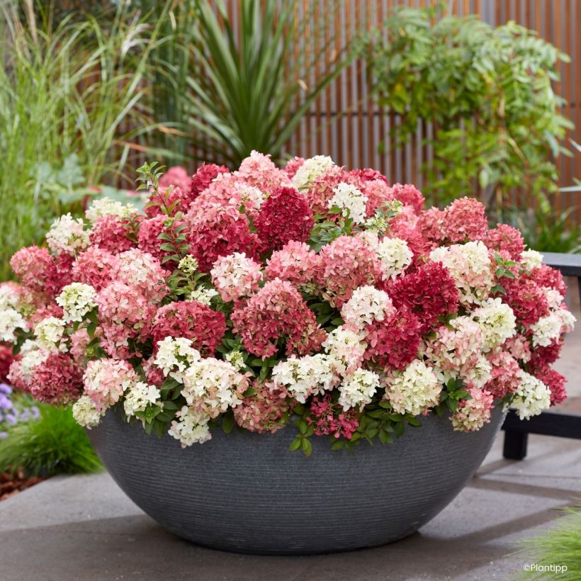 Rispenhortensie Groundbreaker Ruby - Hydrangea paniculata (Blüte)