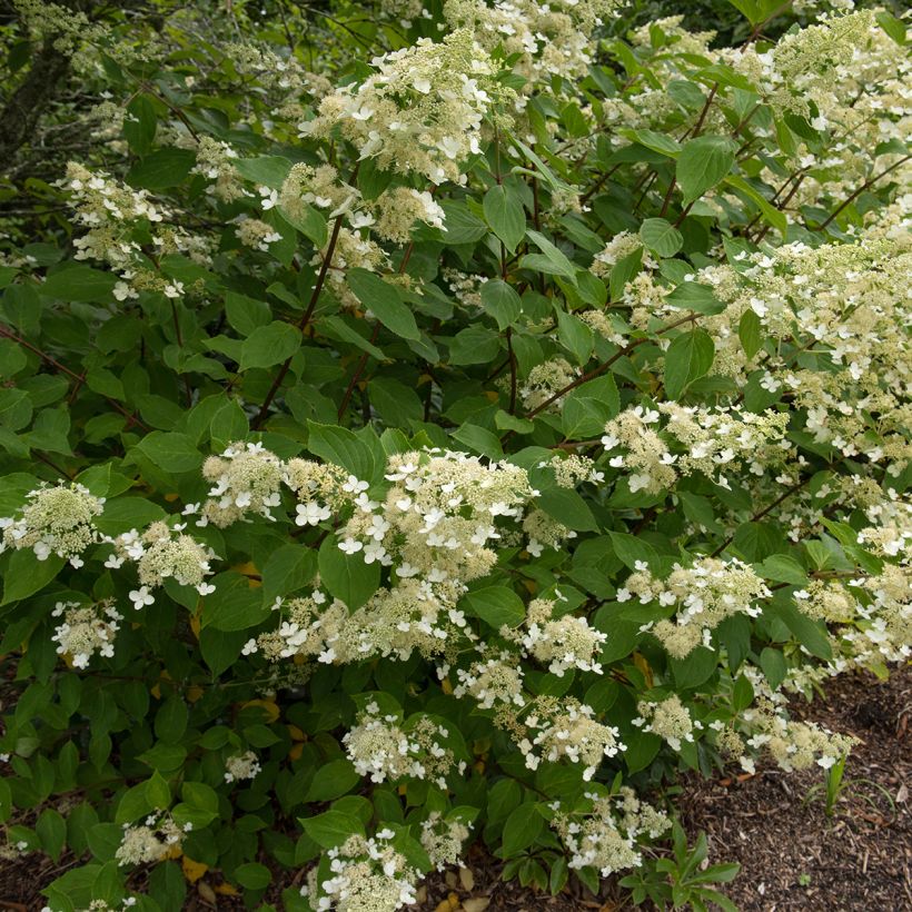 Rispenhortensie Kyushu - Hydrangea paniculata (Hafen)