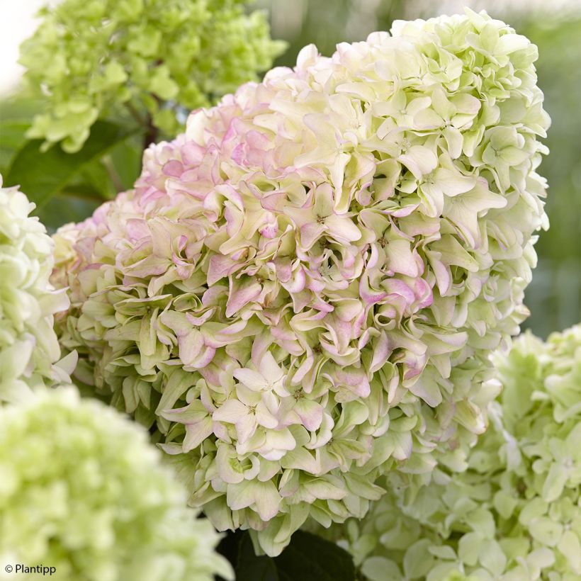 Rispenhortensie Little Fraise - Hydrangea paniculata (Blüte)