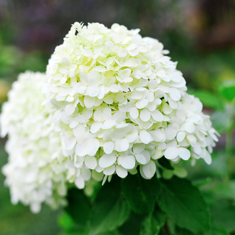 Rispenhortensie Little Spooky - Hydrangea paniculata (Blüte)