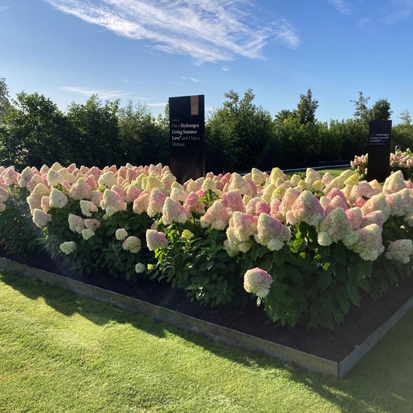 Rispenhortensie Living Candy Love - Hydrangea paniculata (Wuchs)