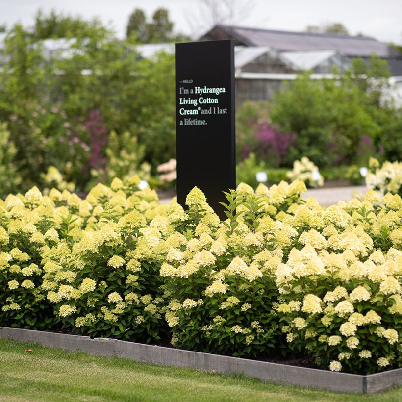 Rispenhortensie Living Cotton Cream - Hydrangea paniculata (Wuchs)