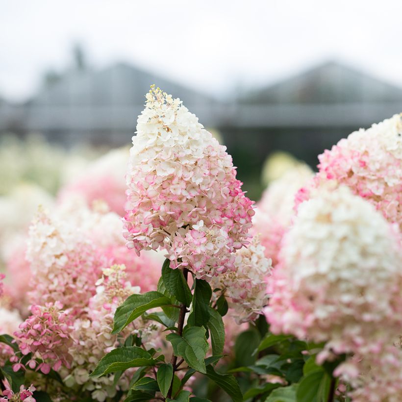Rispenhortensie Living Strawberry Blossom - Hydrangea paniculata (Blüte)