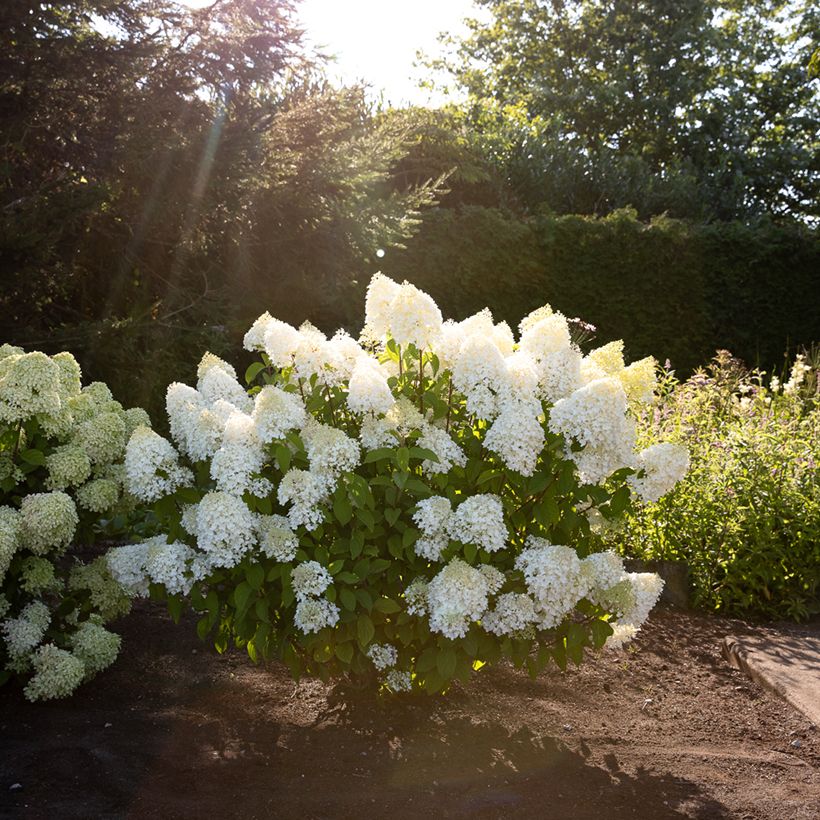 Rispenhortensie Living Sugar Rush - Hydrangea paniculata (Wuchs)
