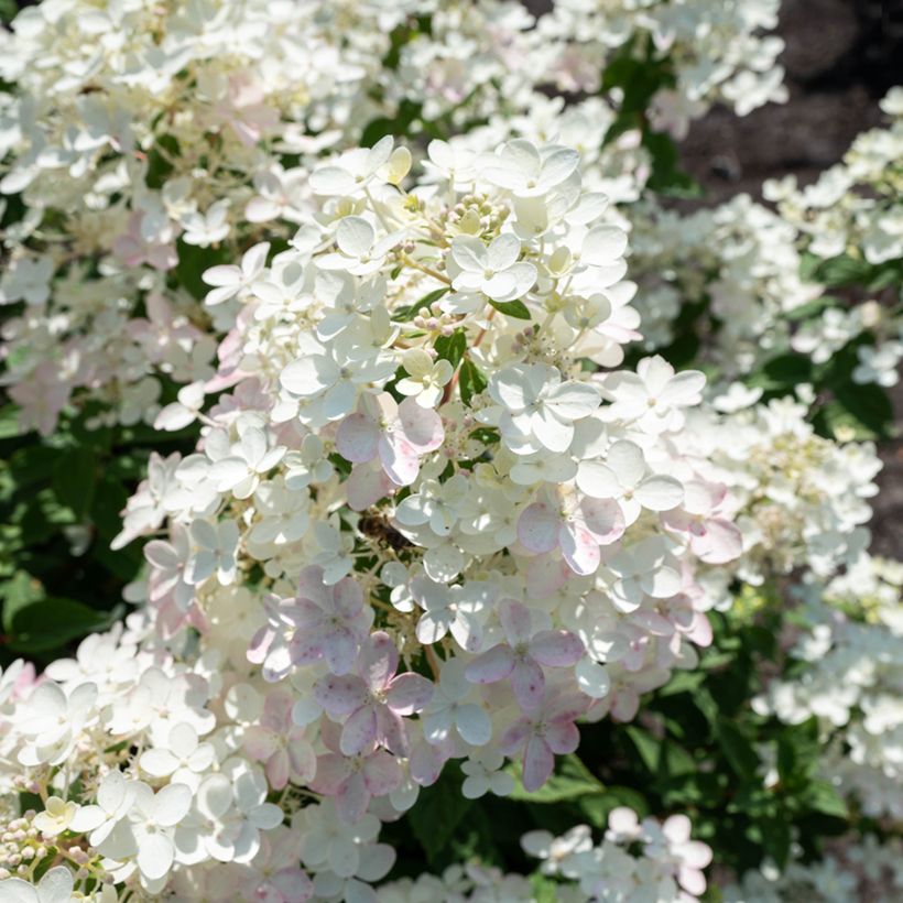 Rispenhortensie Living Touch of Pink - Hydrangea paniculata (Blüte)