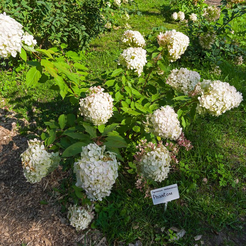 Rispenhortensie Phantom - Hydrangea paniculata (Hafen)