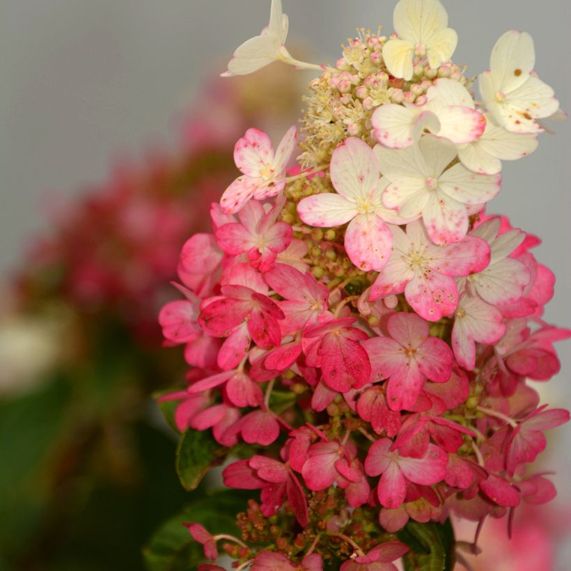 Rispenhortensie Pinky Winky - Hydrangea paniculata (Blüte)