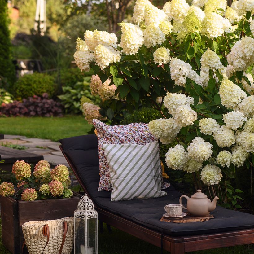 Rispenhortensie Polar Bear - Hydrangea paniculata (Hafen)