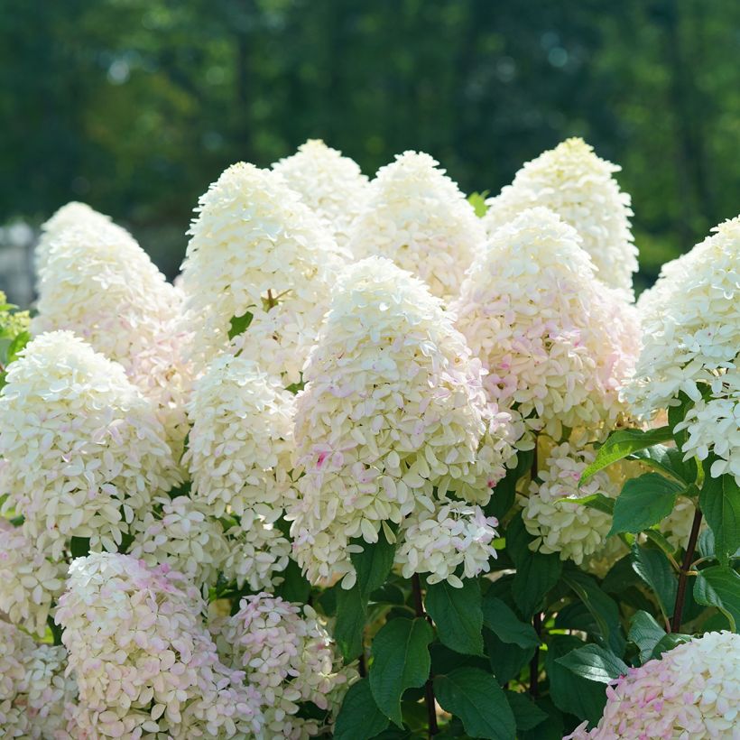 Rispenhortensie Quick Fire Fab - Hydrangea paniculata (Blüte)