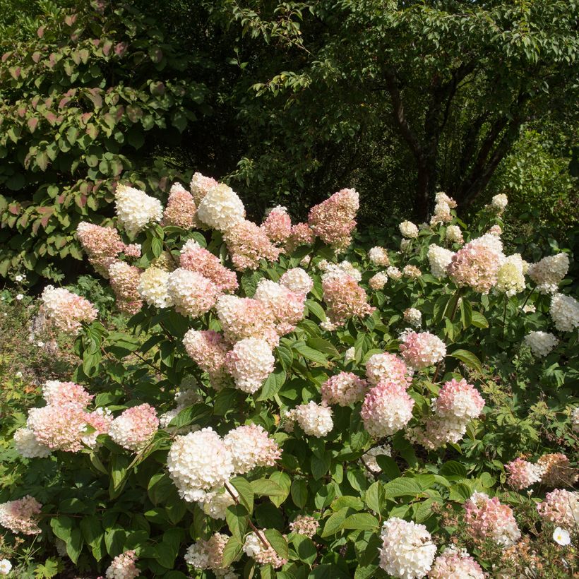 Rispenhortensie Silver Dollar - Hydrangea paniculata (Hafen)