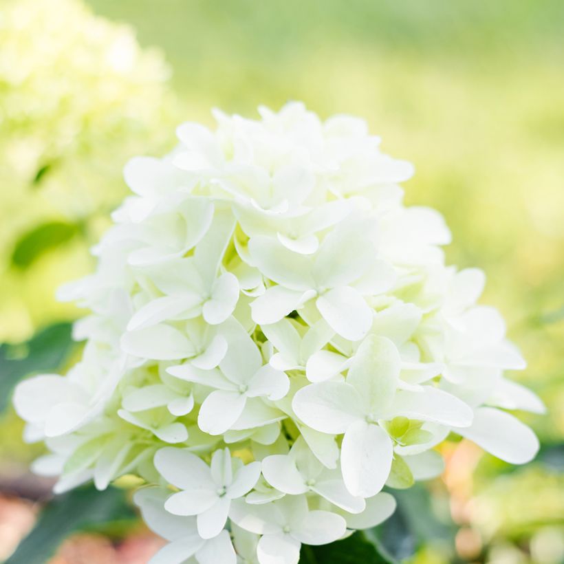 Rispenhortensie Skyfall - Hydrangea paniculata (Blüte)