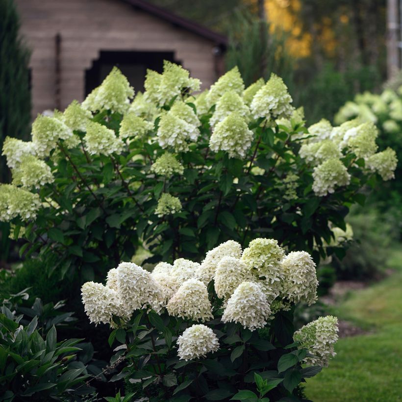 Rispenhortensie Skyfall - Hydrangea paniculata (Hafen)