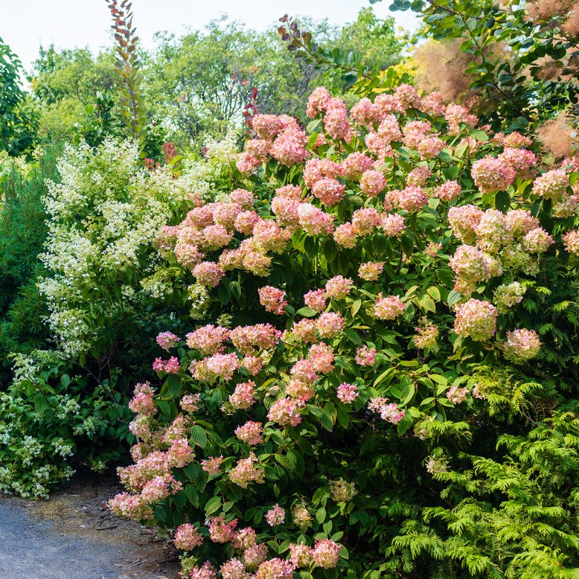 Rispenhortensie Sundae Fraise - Hydrangea paniculata (Hafen)
