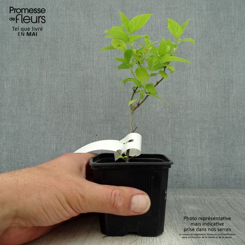 Exemplar von Rispenhortensie Sunlight - Hydrangea paniculata Kleine Töpfe von 8/9 cm wie im Frühjahr geliefert