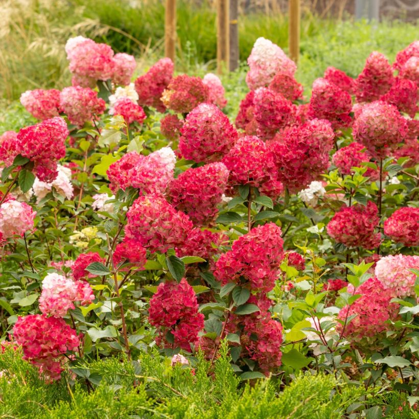 Rispenhortensie Wim's red - Hydrangea paniculata (Hafen)