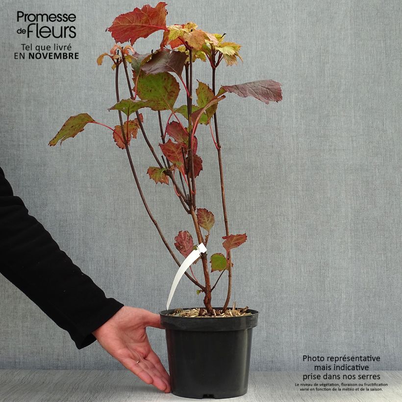 Exemplar von Eichenblatt-Hortensie Alice - Hydrangea quercifolia Topf mit 2L/3L wie im Herbst geliefert