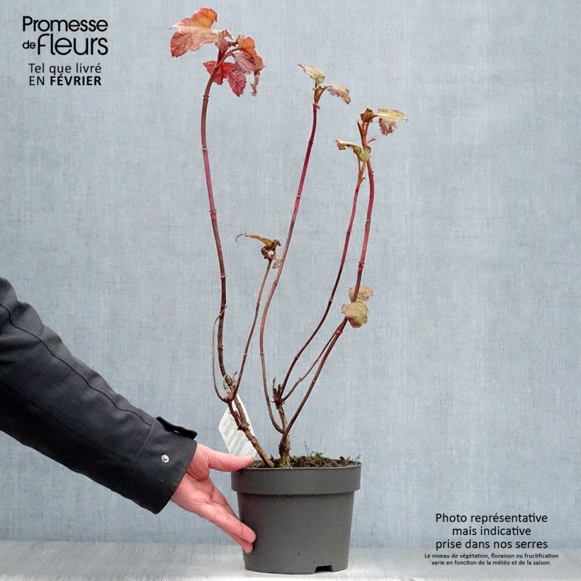 Exemplar von Eichenblatt-Hortensie Alice - Hydrangea quercifolia Topf mit 2L/3L wie im Winter geliefert