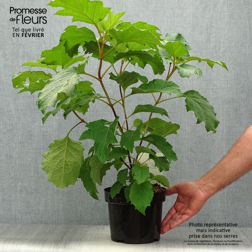 Exemplar von Eichenblatt-Hortensie Burgundy - Hydrangea quercifolia Topf mit 2L/3L wie im Herbst geliefert