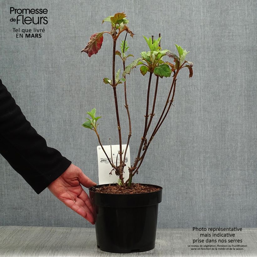 Exemplar von Eichenblatt-Hortensie Burgundy - Hydrangea quercifolia Topf mit 2L/3L wie im Frühjahr geliefert