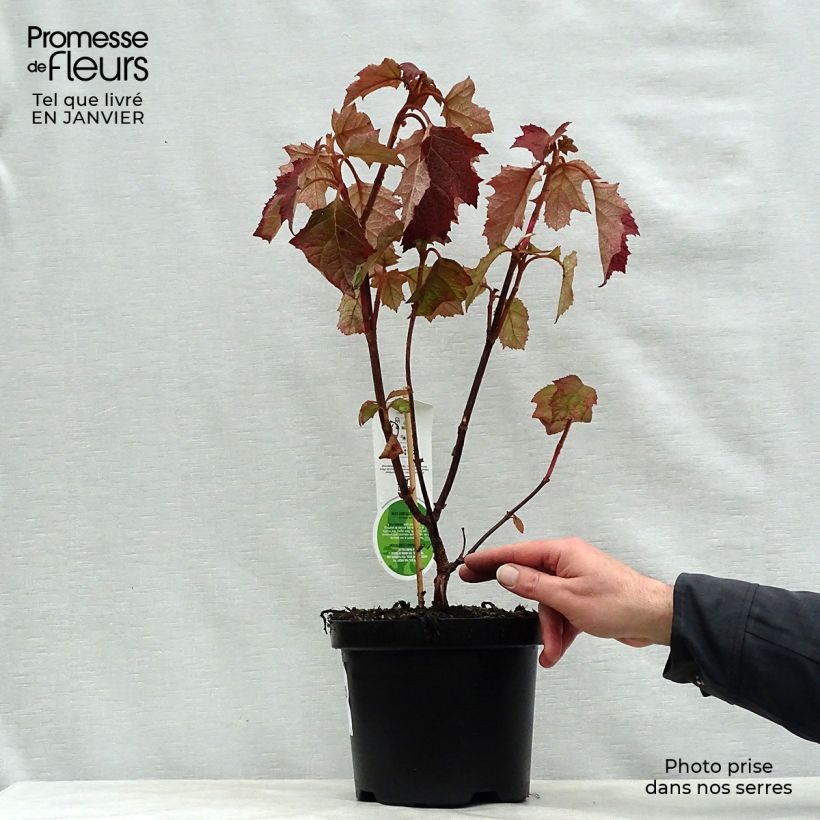 Exemplar von Eichenblatt-Hortensie Harmony - Hydrangea quercifolia Topf mit 2L/3L wie im Winter geliefert