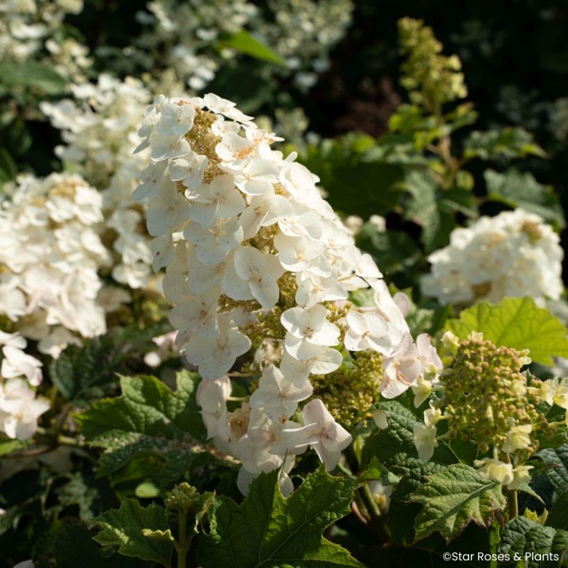 Eichenblatt-Hortensie Little Yeti - Hydrangea quercifolia (Blüte)