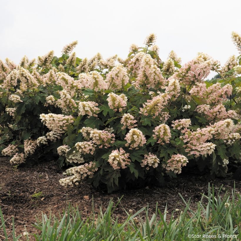 Eichenblatt-Hortensie Little Yeti - Hydrangea quercifolia (Wuchs)