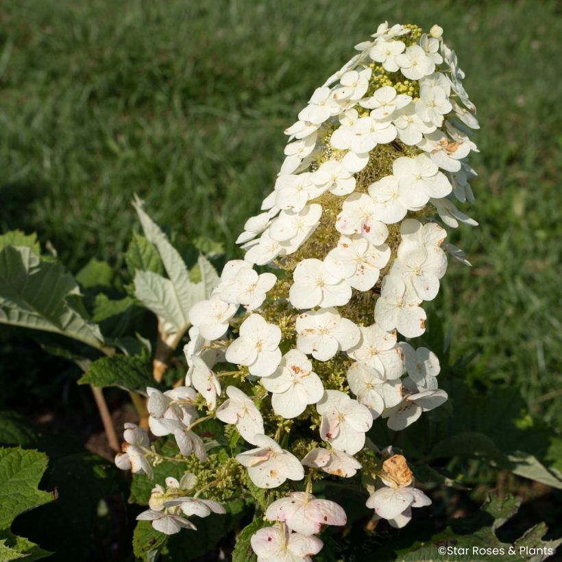 Eichenblatt-Hortensie Yeti - Hydrangea quercifolia (Blüte)
