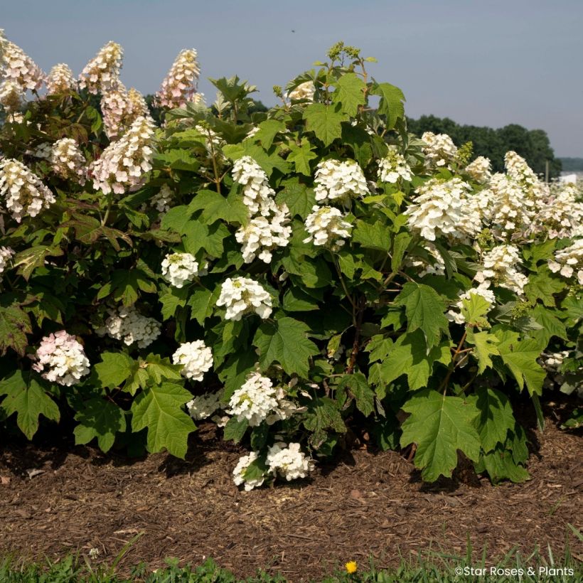 Eichenblatt-Hortensie Yeti - Hydrangea quercifolia (Wuchs)