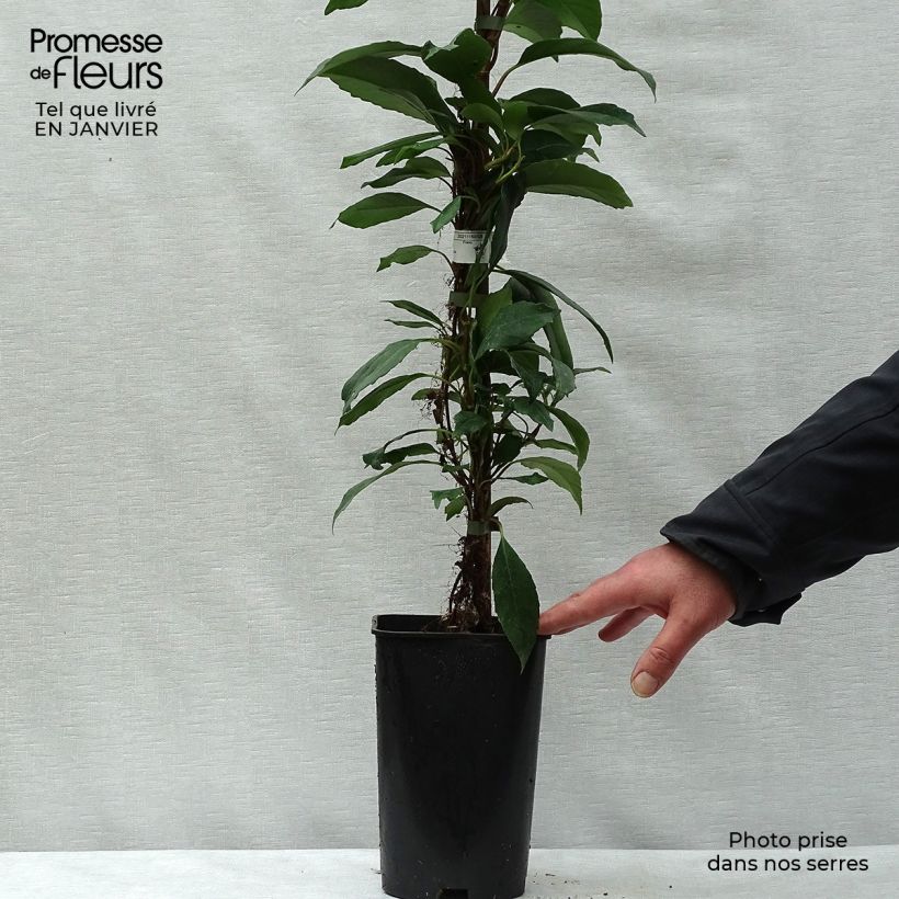 Exemplar von Hydrangea seemanii Topf mit 6L/7L wie im Winter geliefert