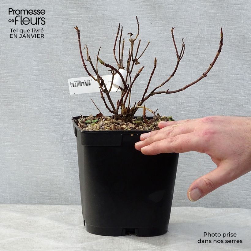 Exemplar von Hydrangea serrata Tiara - Tellerhortensie Topf mit 2L/3L wie im Winter geliefert