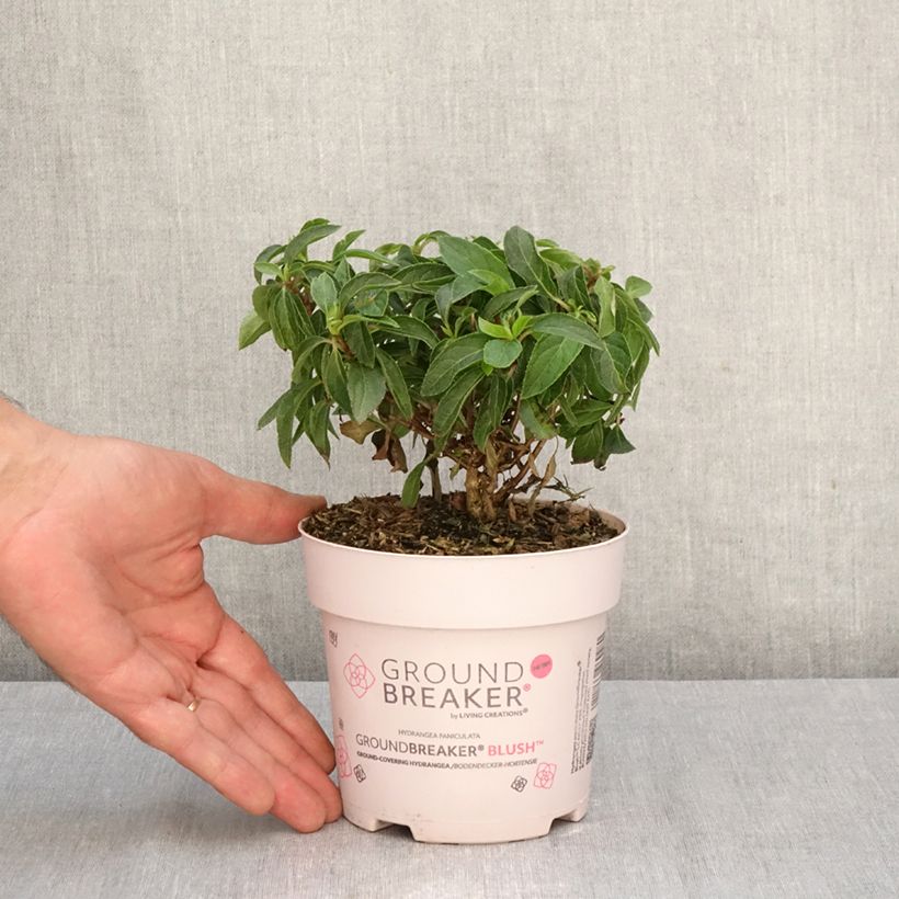 Exemplar von Rispenhortensie Groundbreaker - Hydrangea paniculata Topf mit 1L/1,5L wie im Herbst geliefert