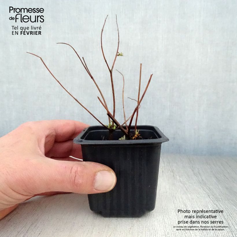 Exemplar von Hypericum Hidcote - Großblumiges Johanniskraut Kleine Töpfe von 8/9 cm wie im Winter geliefert