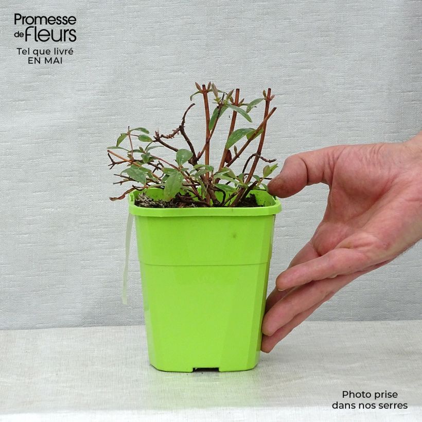 Exemplar von Hypericum Radiance - Johanniskraut Topf mit 1L/1,5L wie im Frühjahr geliefert