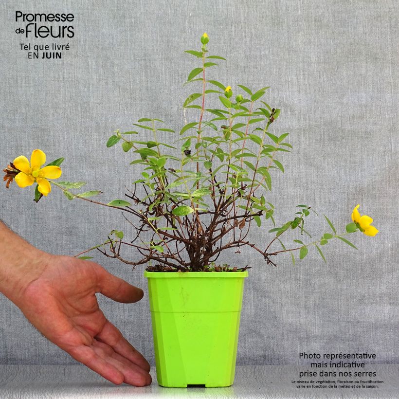 Exemplar von Hypericum Radiance - Johanniskraut Topf mit 1L/1,5L wie im Sommer geliefert