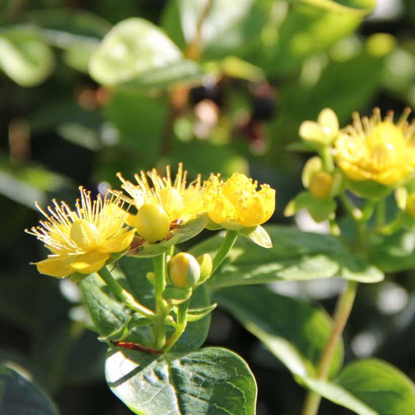 Hypericum Magical Sunshine - Johanniskraut (Blüte)